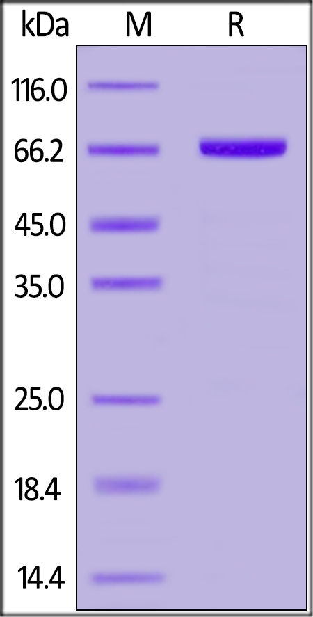 Serum Albumin Recombinant Protein