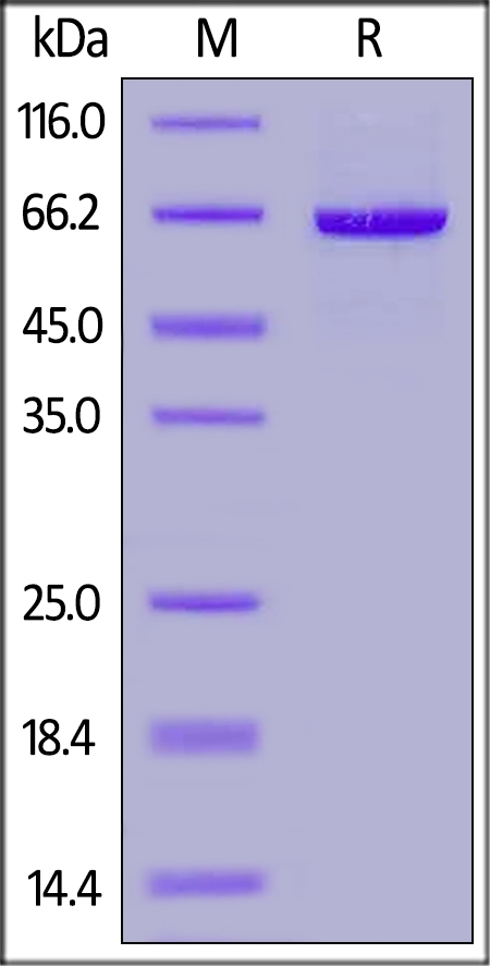 Serum Albumin Recombinant Protein
