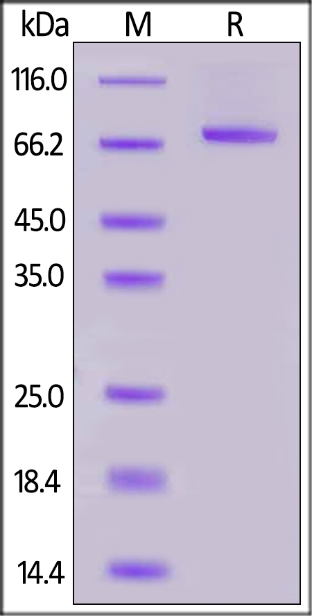 Serum Albumin Recombinant Protein