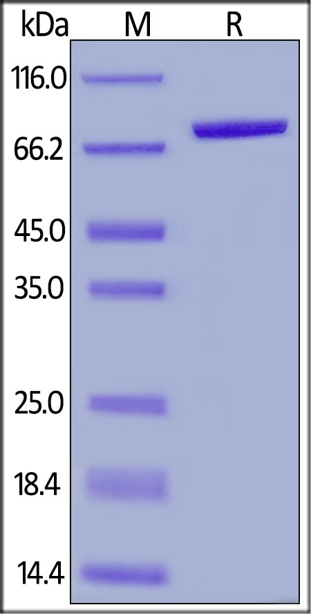 Serum Albumin Recombinant Protein