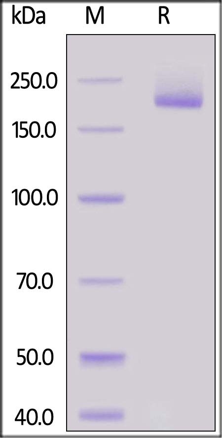 Siglec-1 / CD169 Recombinant Protein