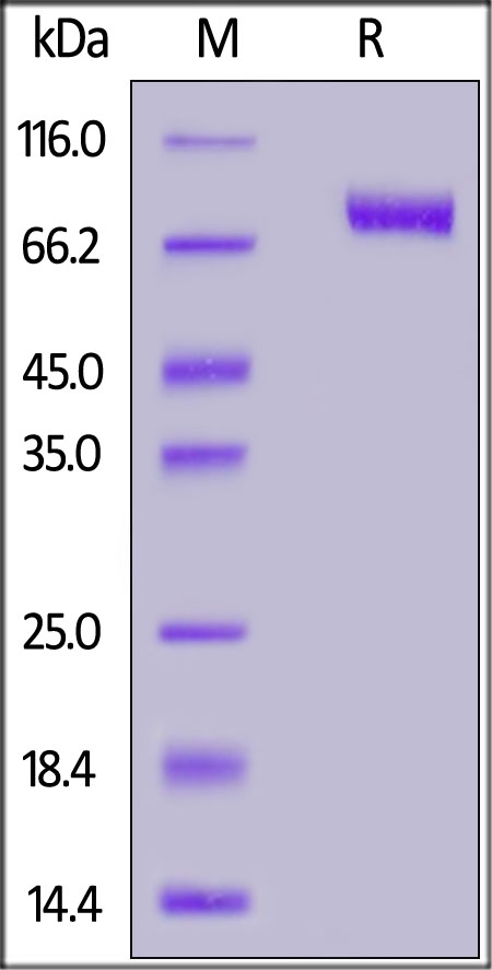 Siglec-10 Recombinant Protein