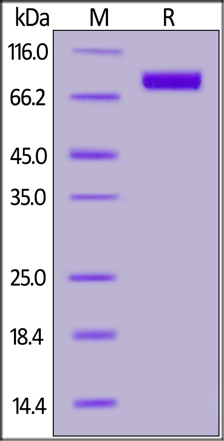 Siglec-10 Recombinant Protein
