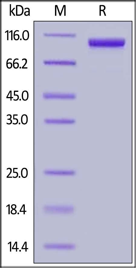 Siglec-10 Recombinant Protein