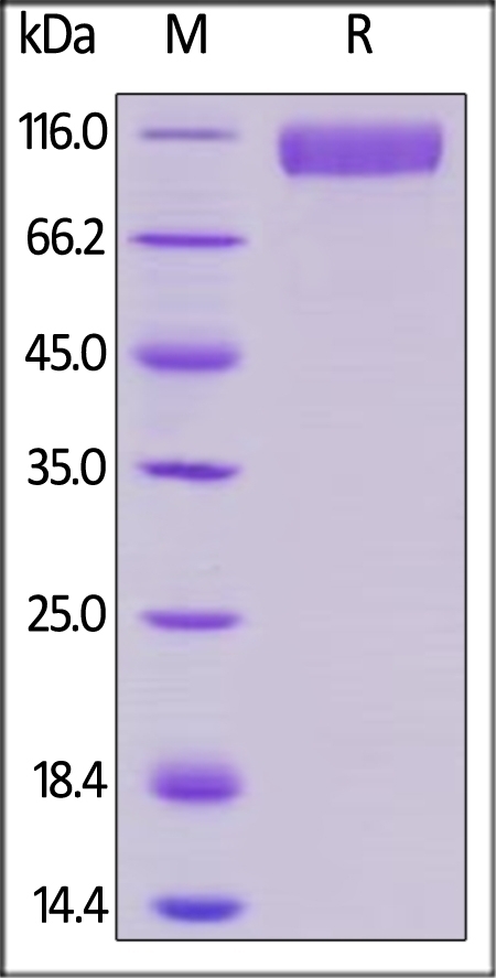 Siglec-10 Recombinant Protein