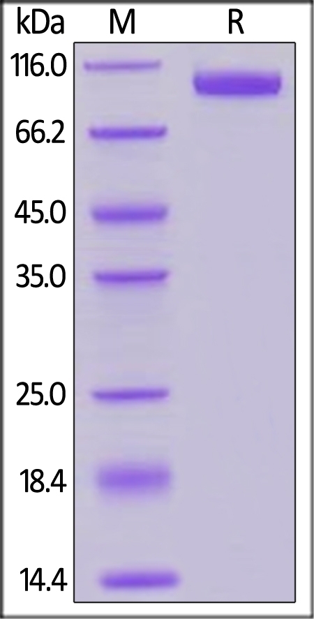 Siglec-2 / CD22 Recombinant Protein