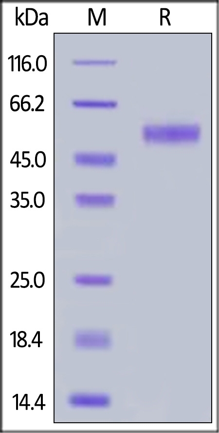 Siglec-8 Recombinant Protein