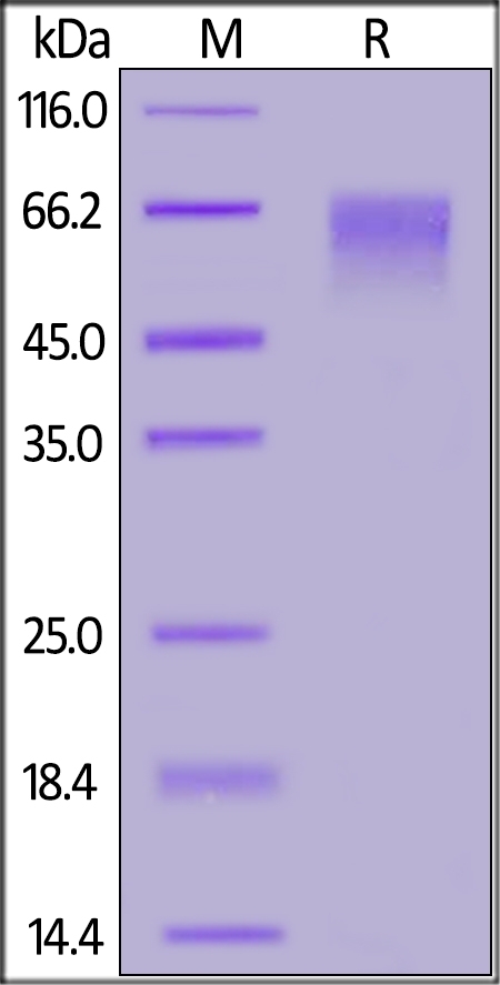 Siglec-9 Recombinant Protein