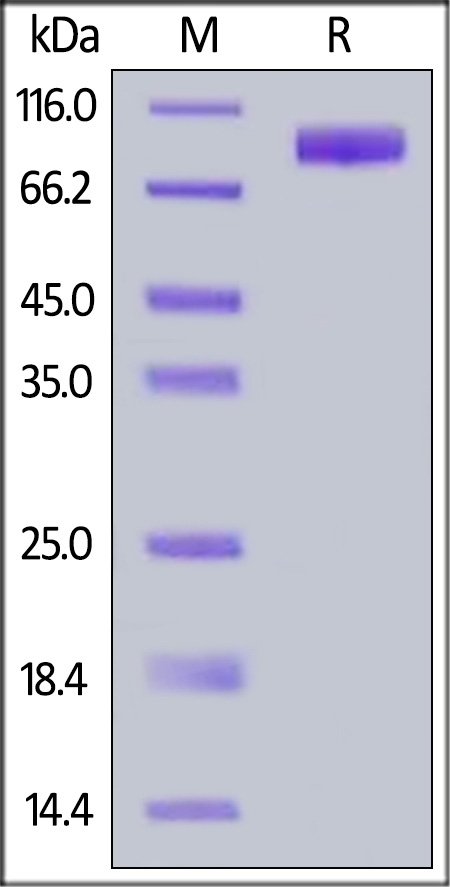 Siglec-9 Recombinant Protein
