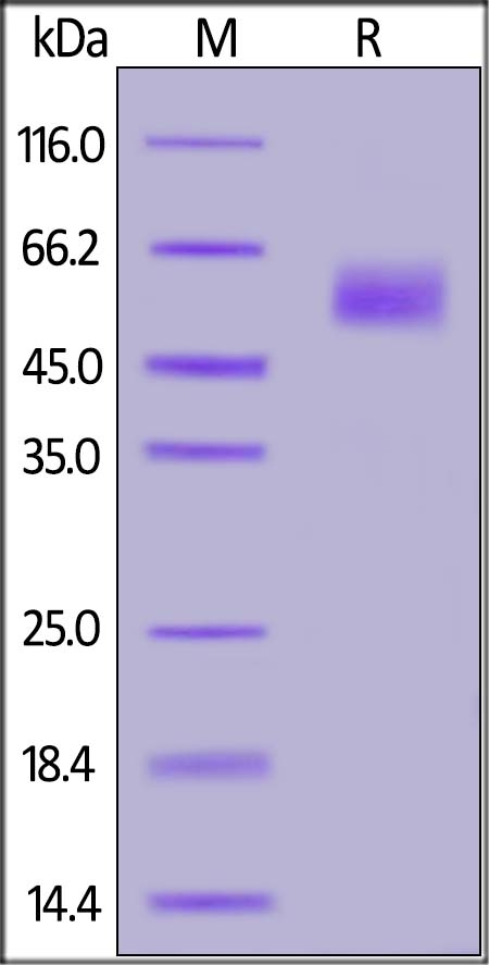 Siglec-9 Recombinant Protein