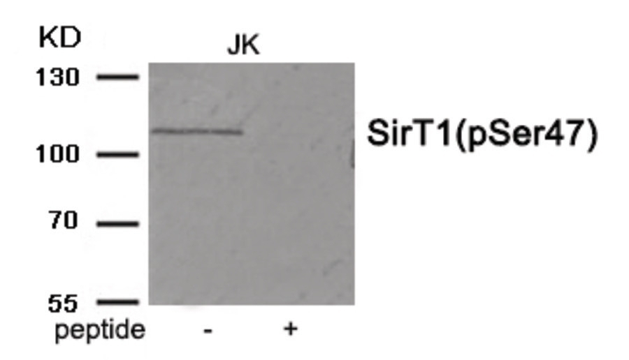 SirT1 (phospho Ser47) Antibody