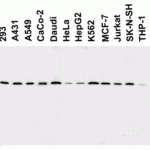 <strong>Figure 3 Western Blot Validation in Human, Mouse and Rat Cell Lines</strong><br>Loading: 15 μg of lysates per lane.Antibodies: Smac 2409 (1 μg/mL), 1h incubation at RT in 5% NFM/TBST.Secondary: Goat anti-rabbit IgG HRP conjugate at 1:10000 dilution.