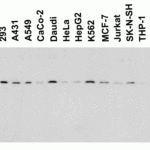 <strong>Figure 3 Western Blot Validation in Human, Mouse and Rat Cell Lines</strong><br>Loading: 15 μg of lysates per lane.Antibodies: Smac 2411 (1 μg/mL), 1h incubation at RT in 5% NFDM/TBST.Secondary: Goat anti-rabbit IgG HRP conjugate at 1:10000 dilution.