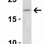 <strong>Figure 4 Western Blot Validation in Mouse 3T3/NIH Cells</strong><br>Loading: 15 μg of lysate.Antibodies: Smac 2409 (1 μg/mL), 1h incubation at RT in 5% NFDM/TBST.Secondary: Goat anti-rabbit IgG HRP conjugate at 1:10000 dilution.