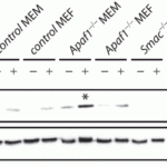 <strong>Figure 6 KO Validation in Mouse Fibroblasts and Myoblasts (Ho et al., 2007)</strong><br>The indicated MEFs or MEMs were exposed to 2 μM STS for 4 h and analyzed by Western blot.  Accumulation of Smac/Diablo in mitochondrion-depleted cytosol fractions fromSTS-treated Apaf-1 KO cells were detected by anti-smac antibodies. Smac expression was not detected in smac KO mice.