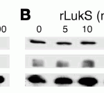 <strong>Figure 9 Induced Expression Validation in Rat Liver (Genestier et al., 2005)</strong><br>Mitochondria from rat liver were treated with increasing concentrations of rPVL (A), rLukS (B), or Bax alpha (C) for 1 hour at 30 °C. rPVL induces the release of the apoptogenic proteins cytochrome c and Smac/DIABLO from isolated mitochondria.
