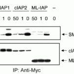 <strong>Figure 10 Overxpression Validation in HEK293T Cells (Flygare et al., 2012)</strong><br>HEK293T cells were transiently transfected with Smac and Myc-tagged cIAP1, cIAP2, ML-IAP, or empty vector. Cells were lysed, and lysates were incubated with the indicated concentrations of 1 and immunoprecipitated with anti-Myc antibody (left panels). Samples were then immunoblotted with anti-Smac and anti-Myc antibodies. Whole-cell lysates are shown in the right panel.