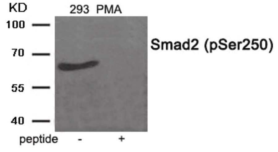 Smad2 (phospho Ser250) Antibody
