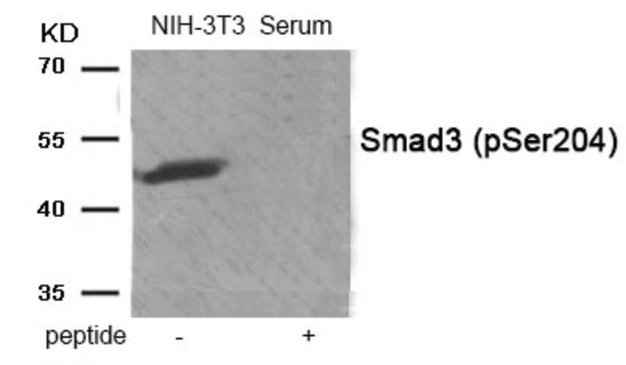 Smad3 (phospho Ser204) Antibody