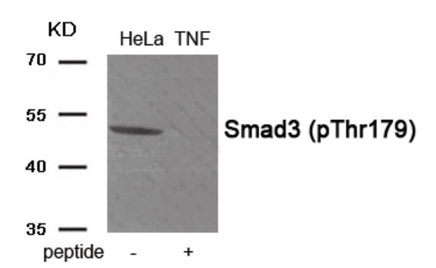 Smad3 (phospho Thr179) Antibody