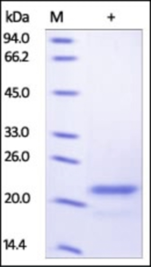 Sonic Hedgehog Recombinant Protein