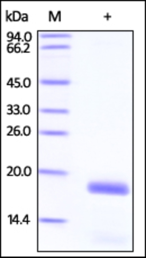 Stathmin Recombinant Protein