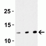 <strong>Figure 1 Western Blot Validation with StrepII-tagged Recombinant Protein</strong><br>Loading: 30 ng of StrepII-tagged recombinant protein per lane.Antibodies: StrepII-tag 4335, 1h incubation at RT in 5% NFDM/TBST.Secondary: Goat anti-rabbit IgG HRP conjugate at 1:10000 dilution.Lane 1: 0.25 μg/mLLane 2: 0.5 μg/mLLane 3: 1 μg/mL