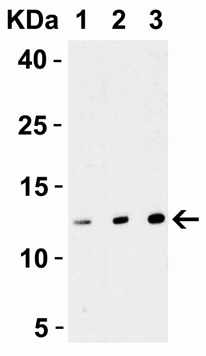 StrepII-tag Antibody