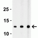 <strong>Figure 1 Western Blot Validation with StrepII-tagged Recombinant Protein</strong><br>Loading: A 5 ng and B 25 ng of StrepII-tagged recombinant protein.Antibodies: StrepII-tag 4337 (1 μg/mL), 1h incubation at RT in 5% NFDM/TBST.Secondary: Goat anti-rabbit IgG HRP conjugate at 1:10000 dilution.