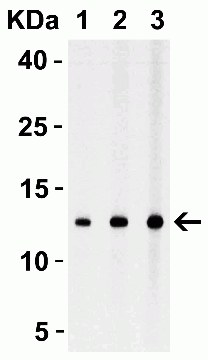 StrepII-tag Antibody