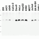 <strong>Figure 3 Western Blot Validation in Human Cell Lines</strong><br>Loading: 15 μg of lysates per lane.Antibodies: Survivin 2235 (4 μg/mL),  1h incubation at RT  in 5% NFDM/TBST.Secondary: Goat anti-rabbit IgG HRP conjugate at 1:10000 dilution.