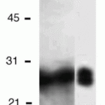 <strong>Figure 7 Western Blot Validation of Survivin with Recombinant Protein  (Megliorino et al., 2005)</strong><br>Lane 1: A 28 kDa peptide that corresponded to the size of ORF of survivin was detected in SDS-PAGE with Coomassie blue staining. Lane 2: WB analysis of Survivin recombinant protein expression with anti-Survivin antibodies (2235).