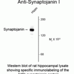 Western blot of rat hippocampal lysate showing specific immunolabeling of the ~145k synaptojanin protein.