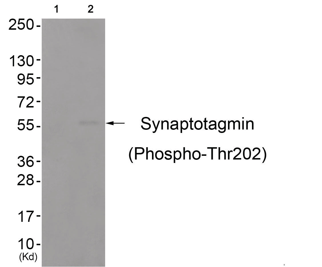 Synaptotagmin (phospho Thr202) Antibody