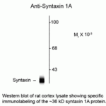 Western blot of rat cotex lysate showing specific immunolabeling of the ~36 kD syntaxin 1A protein.