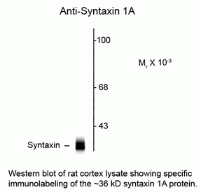Syntaxin Antibody [SP8]