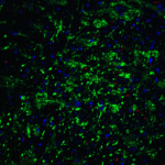 Immunohistochemistry of T cadherin in mouse brain tissue with T cadherin Antibody at 5 μg/mL.