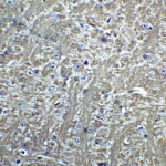Immunofluorescence of T-cadherin in 3T3 cells with T-cadherin antibody at 2 μg/mL.