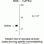 Western blot of neonatal rat brain lysate showing specific immunolabeling of the ~43 kDa TDP43 protein.