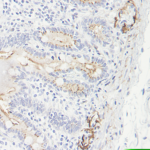 This antibody stained formalin-fixed, paraffin-embedded sections of human normal small bowel.  The recommended concentration is 2.5 ug/ml with an overnight incubation at 4C.  An HRP-labeled polymer detection system was used with a DAB chromogen and a Proteinase K antigen retrieval.  Optimal concentrations and conditions may vary.