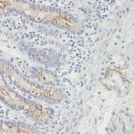 This antibody stained formalin-fixed, paraffin-embedded sections of human normal small bowel.  The recommended concentration is 2.5 ug/ml with an overnight incubation at 4C.  An HRP-labeled polymer detection system was used with a DAB chromogen and a Proteinase K antigen retrieval.  Optimal concentrations and conditions may vary.