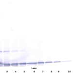 To detect hTECK by Western Blot analysis this antibody can be used at a concentration of 0.1-0.2 ug/ml. Used in conjunction with compatible secondary reagents the detection limit for recombinant hTECK is 1.5-3.0 ng/lane, under either reducing or non-reducing conditions.