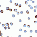 Immunocytochemistry of TFF3 in HeLa cells with TFF3 antibody at 2 μg/ml.