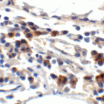 Immunohistochemistry of TFF3 in human small intestine tissue with TFF3 antibody at 2 μg/ml.