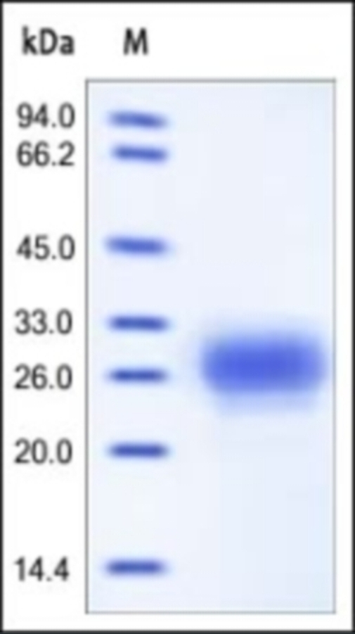 TFPI2 Recombinant Protein