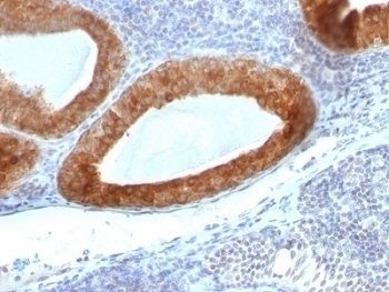 TGF-beta Antibody [1D11.16.8]