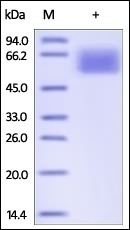 TGFR2 Recombinant Protein
