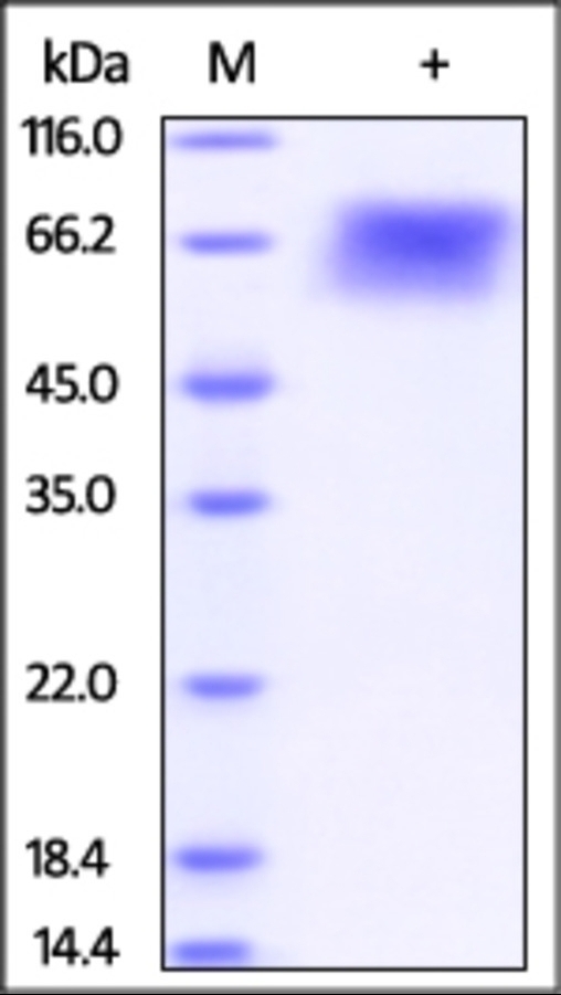 THSD1 Recombinant Protein