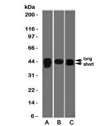 TIA-1 Antibody [TRIA1-1]