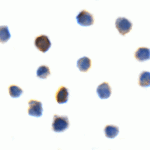 Immunocytochemistry of TIGIT in transfected HEK293 cells with TIGIT single domain antibody at 10 μg/mL.